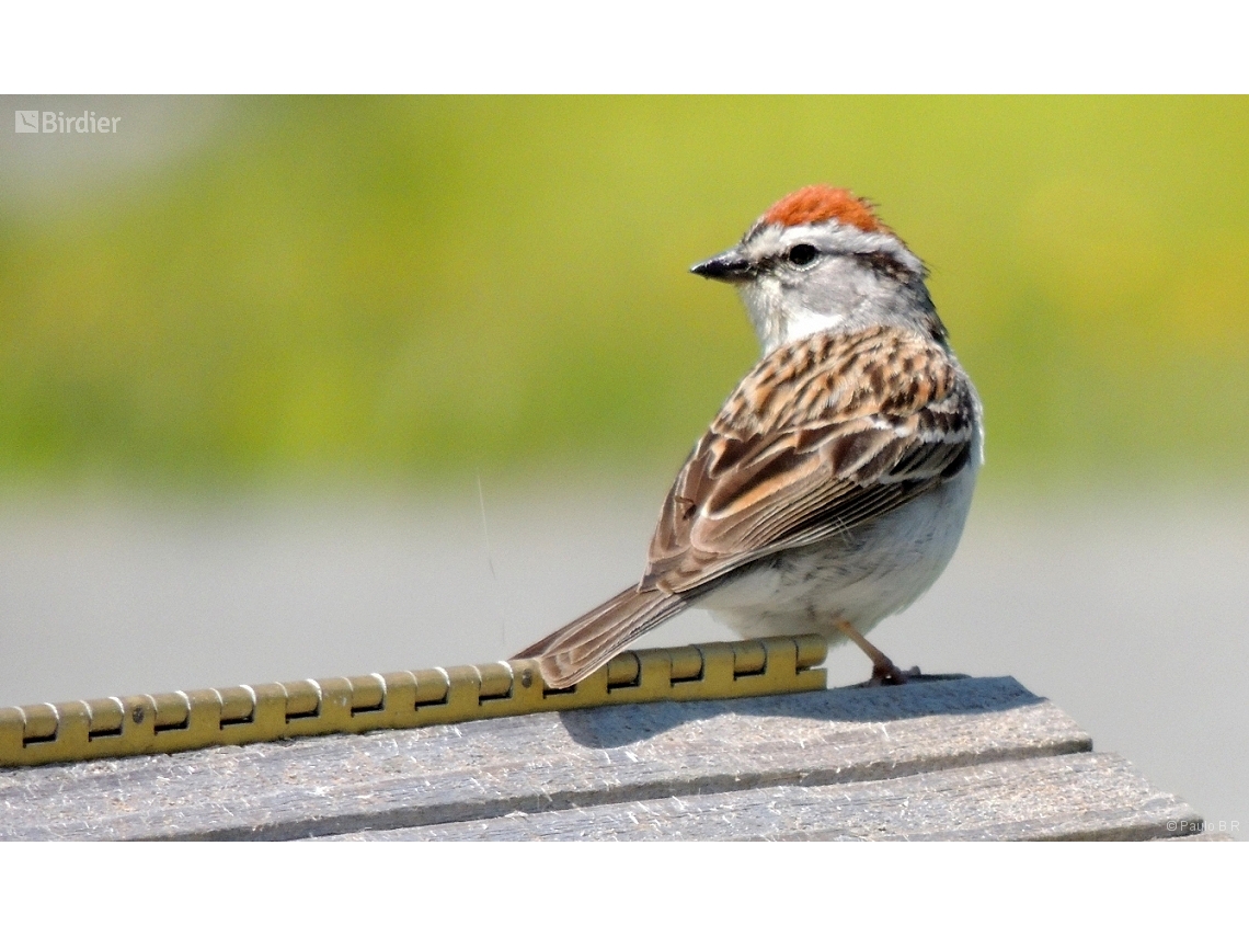 Spizella passerina