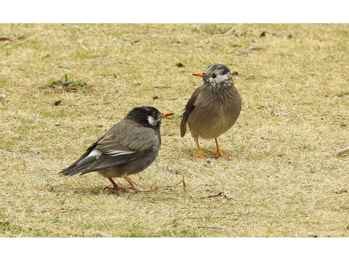 Spodiopsar cineraceus