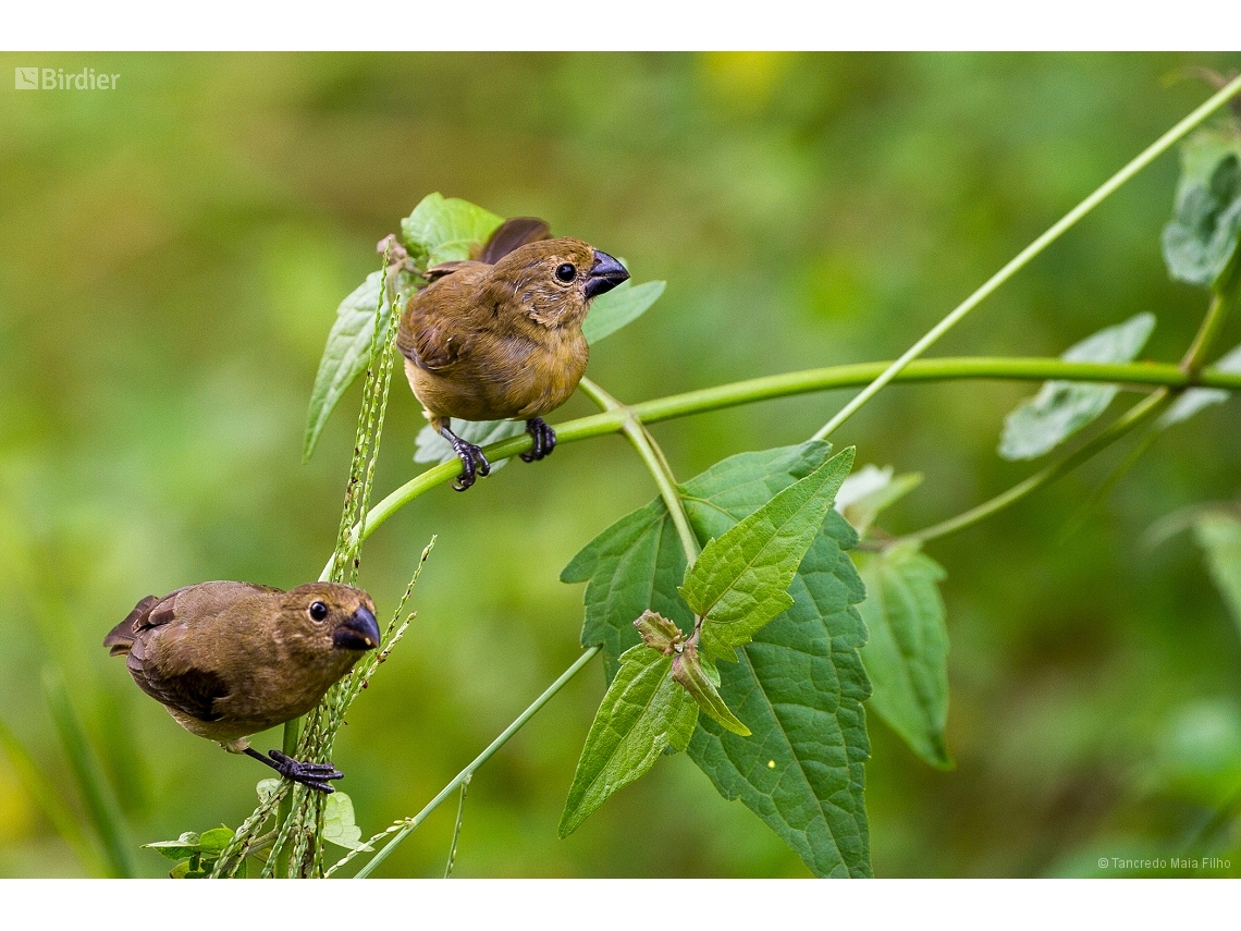 Sporophila americana