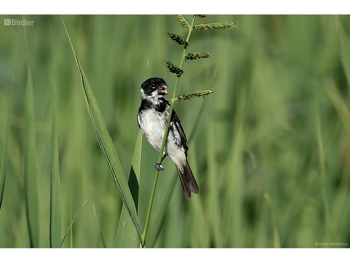 Sporophila americana