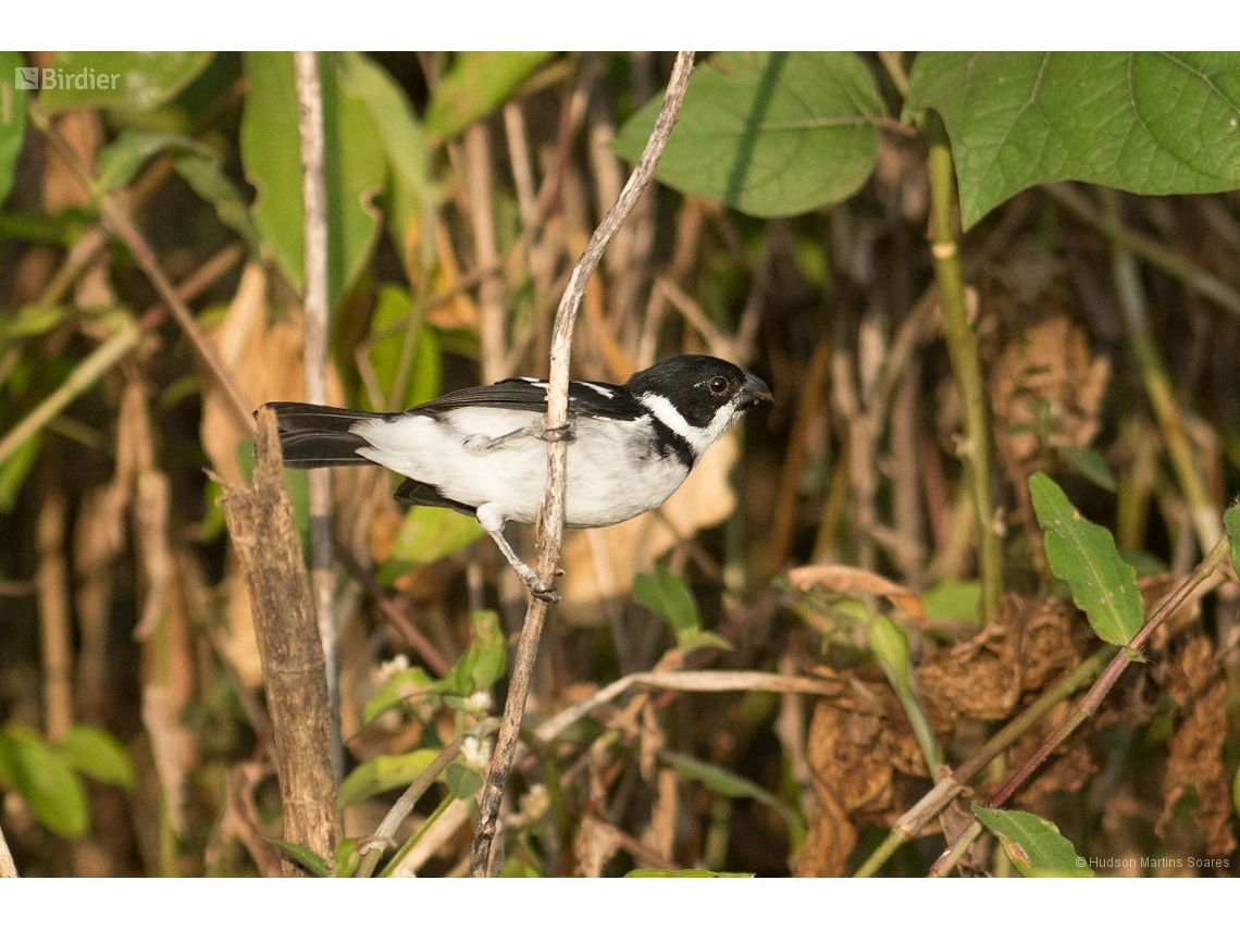 Sporophila americana