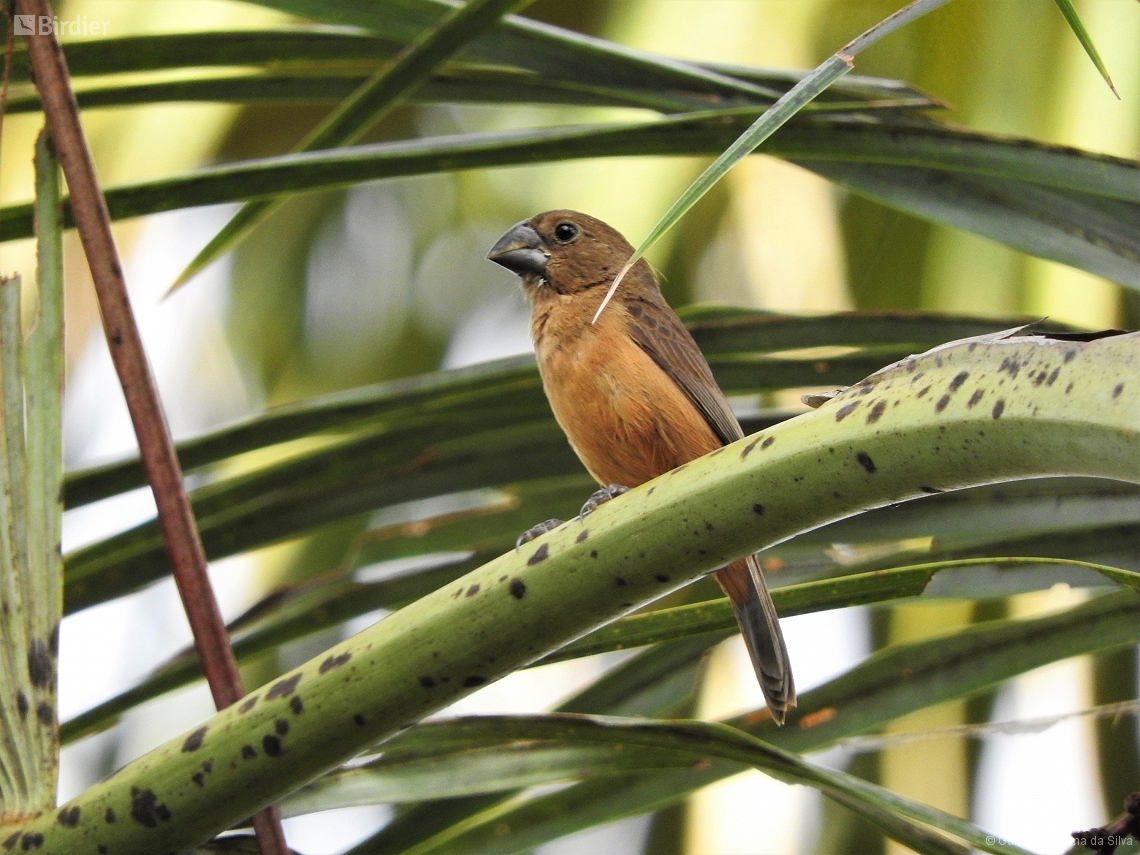 Sporophila angolensis