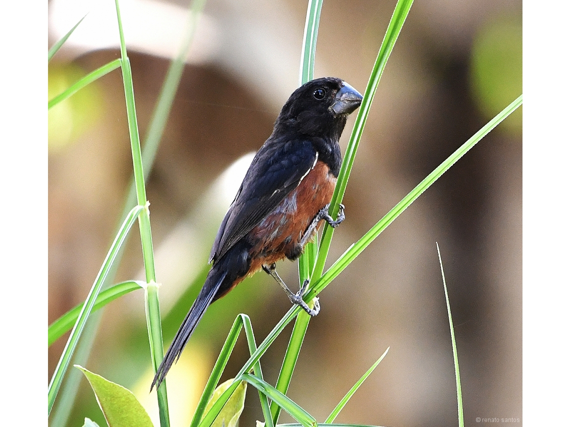 Sporophila angolensis