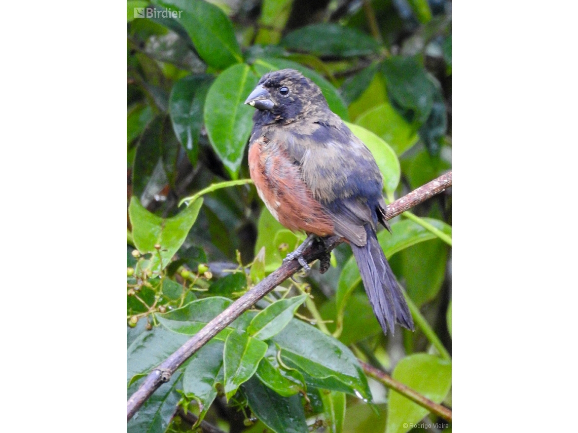 Sporophila angolensis