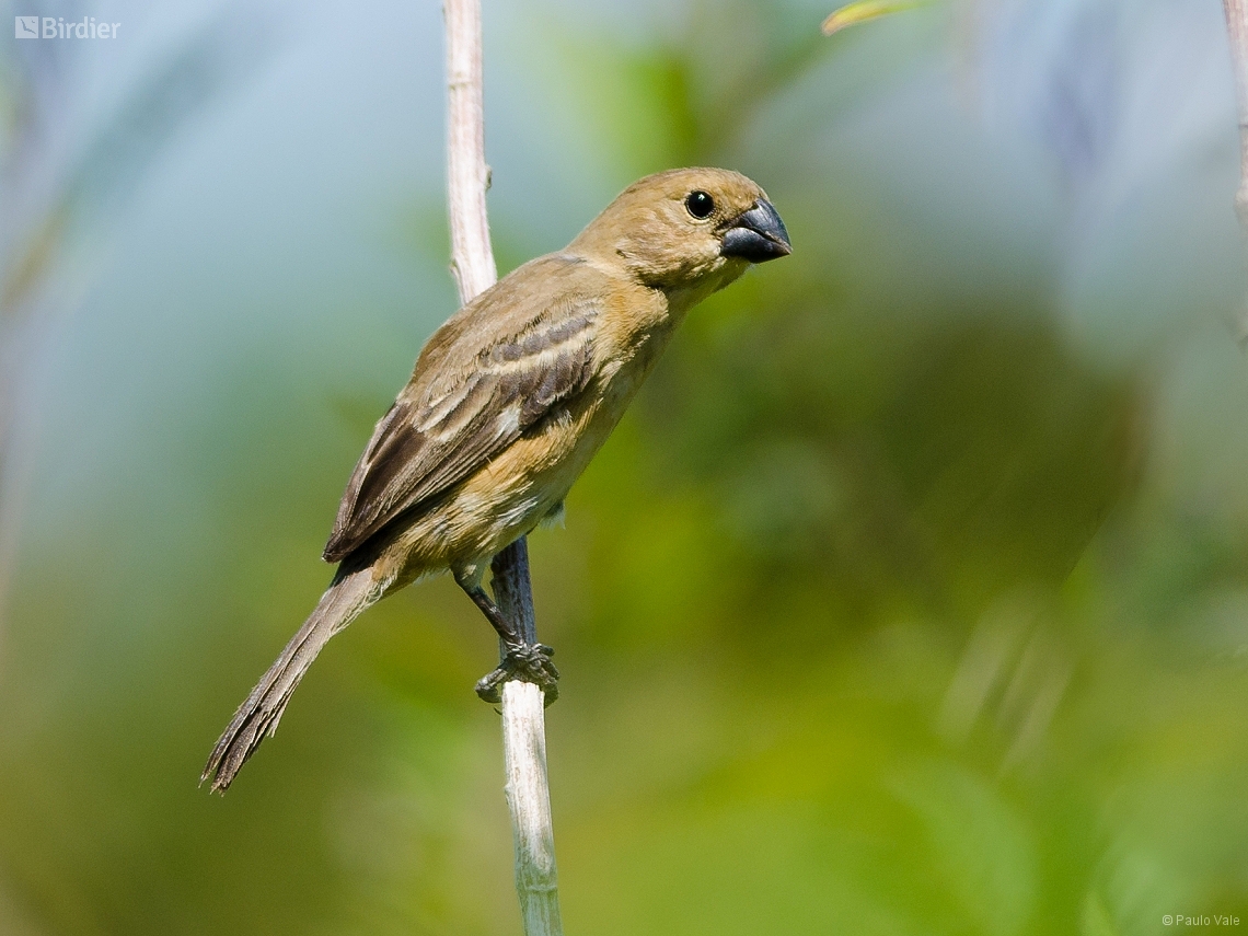 Sporophila angolensis