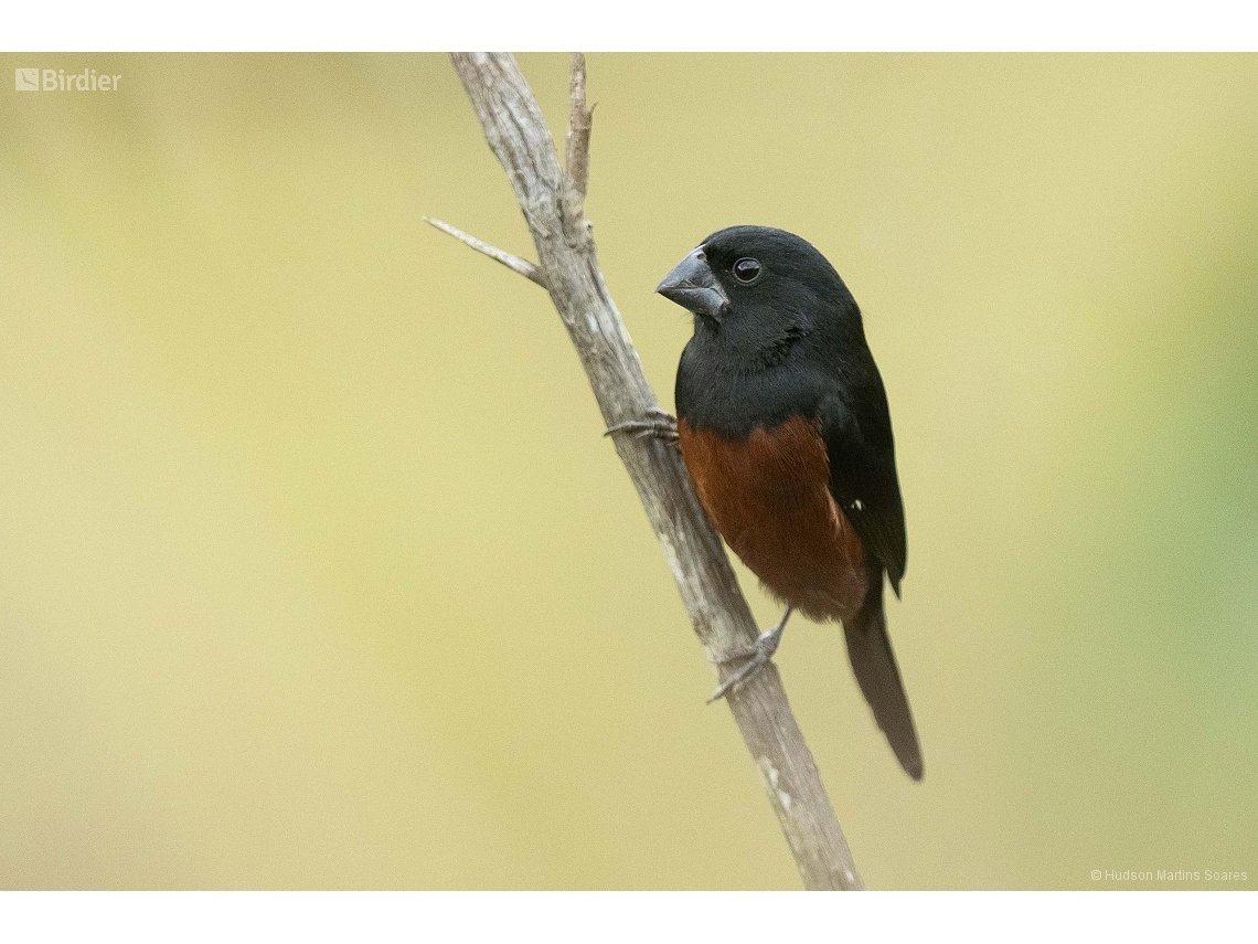 Sporophila angolensis