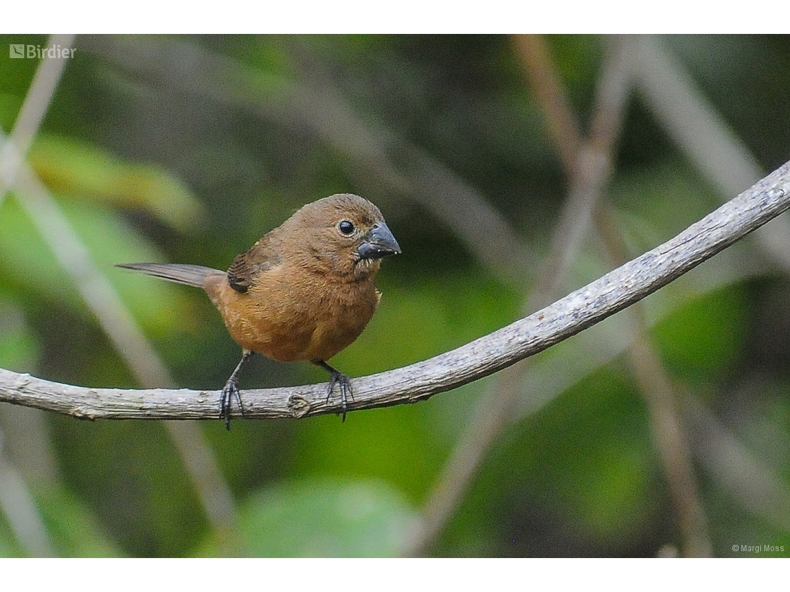 Sporophila angolensis