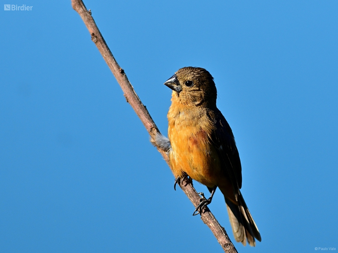 Sporophila angolensis