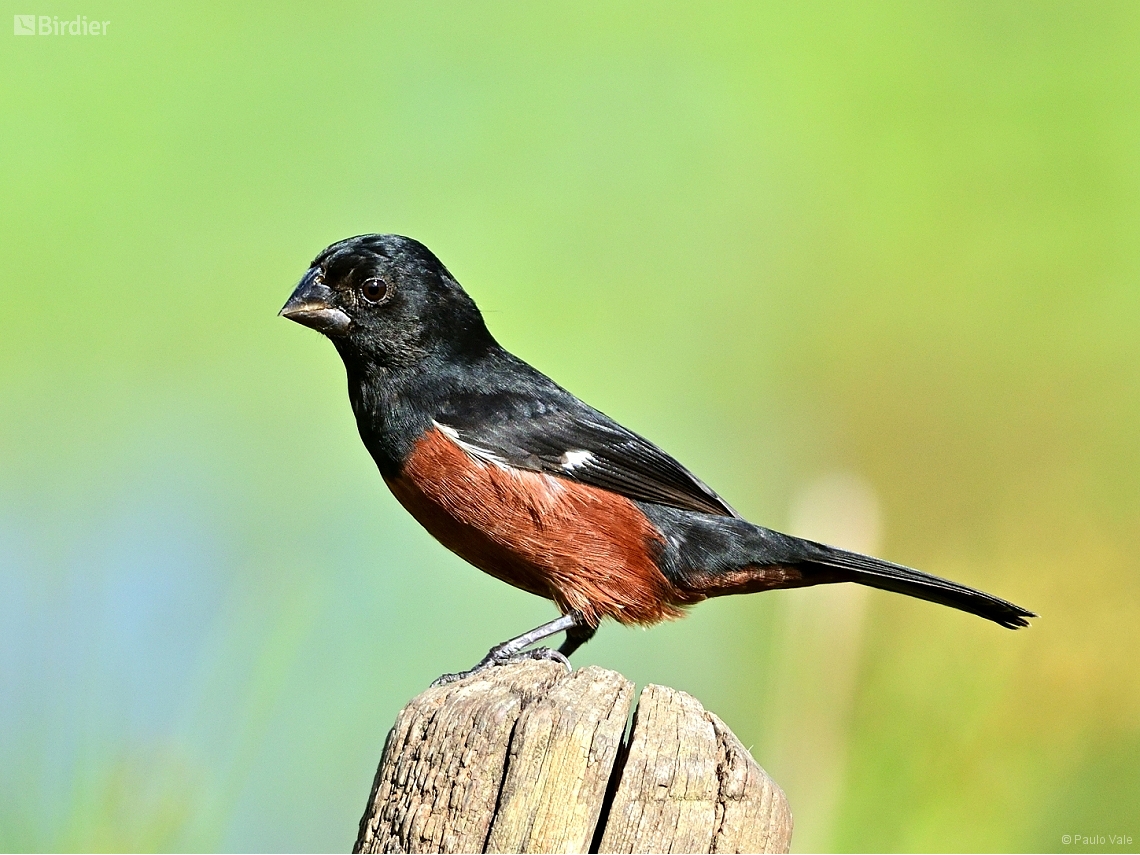 Sporophila angolensis