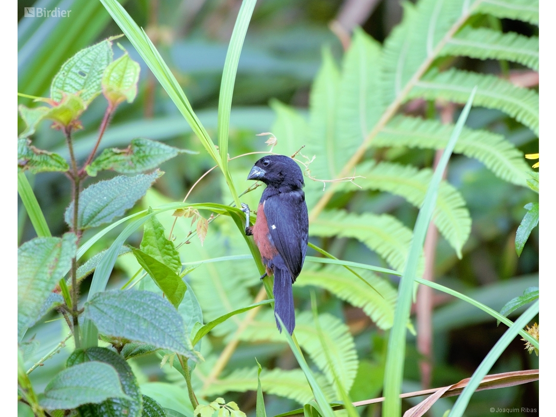 Sporophila angolensis