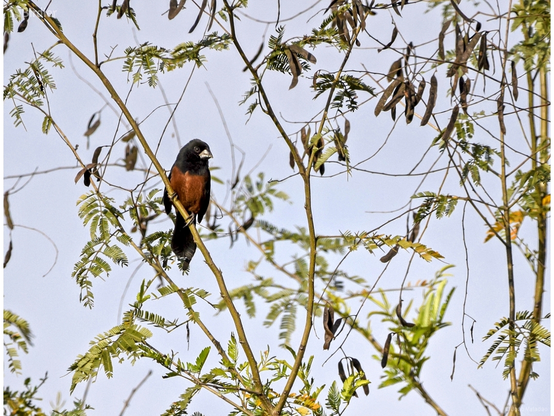 Sporophila angolensis