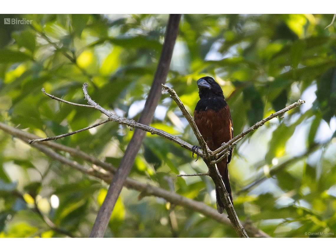 Sporophila angolensis