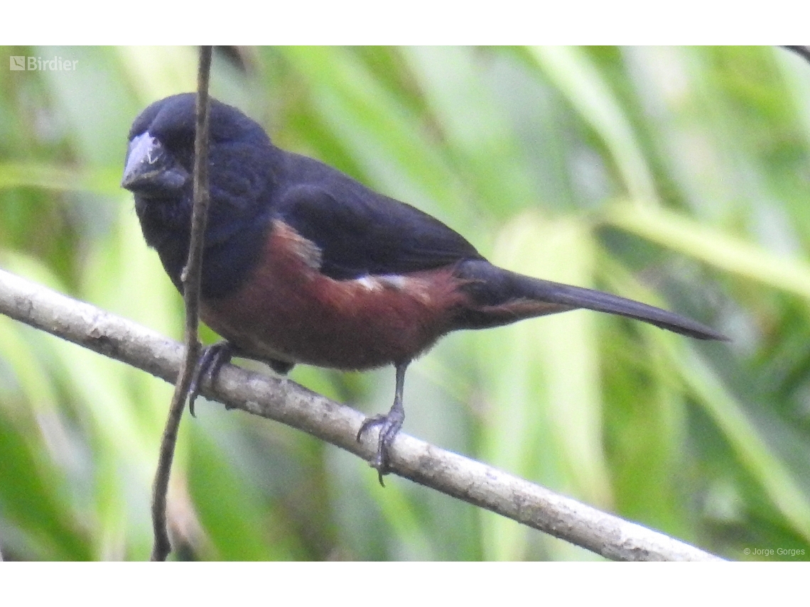 Sporophila angolensis