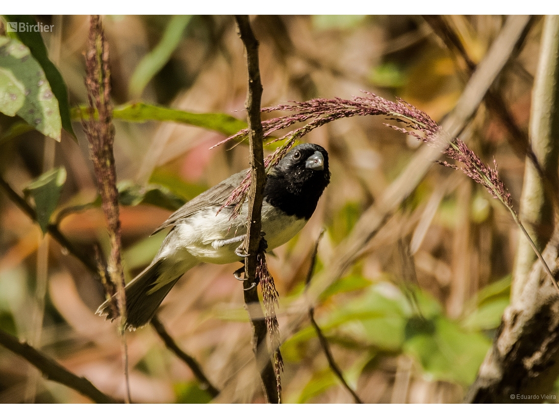 Sporophila ardesiaca