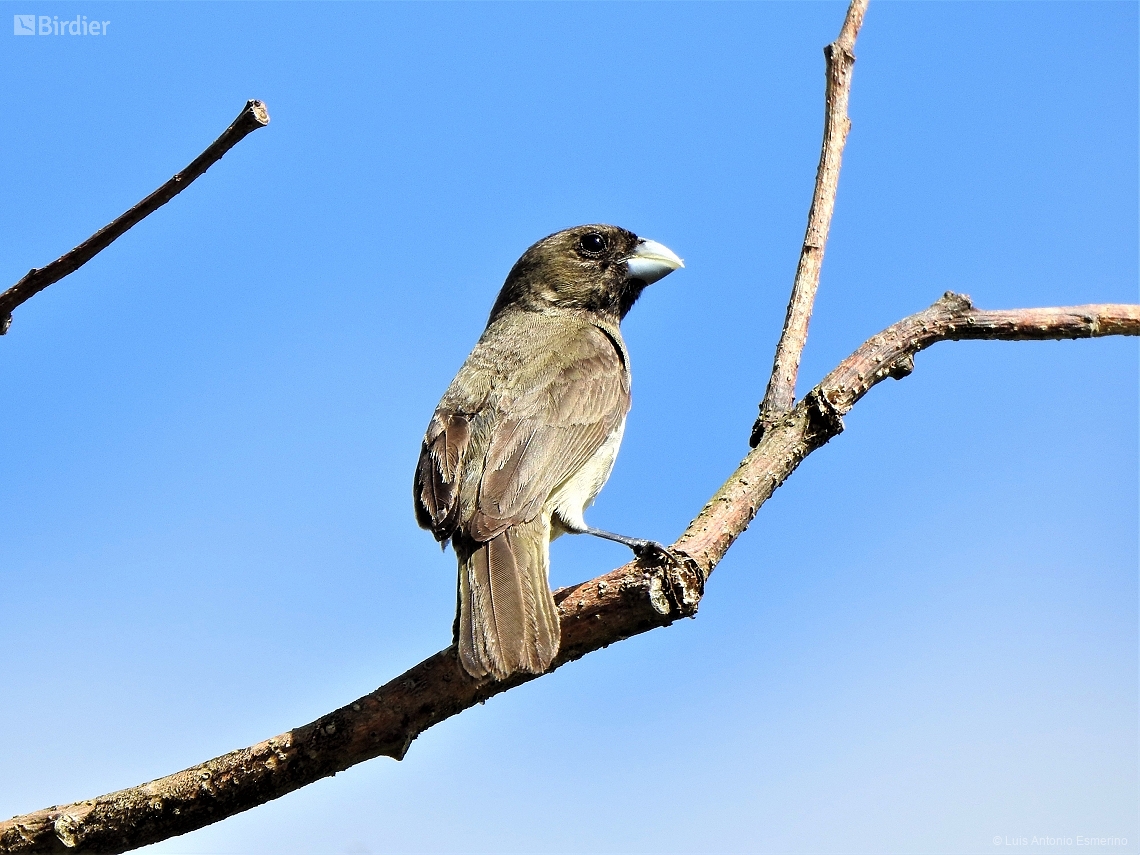 Sporophila ardesiaca