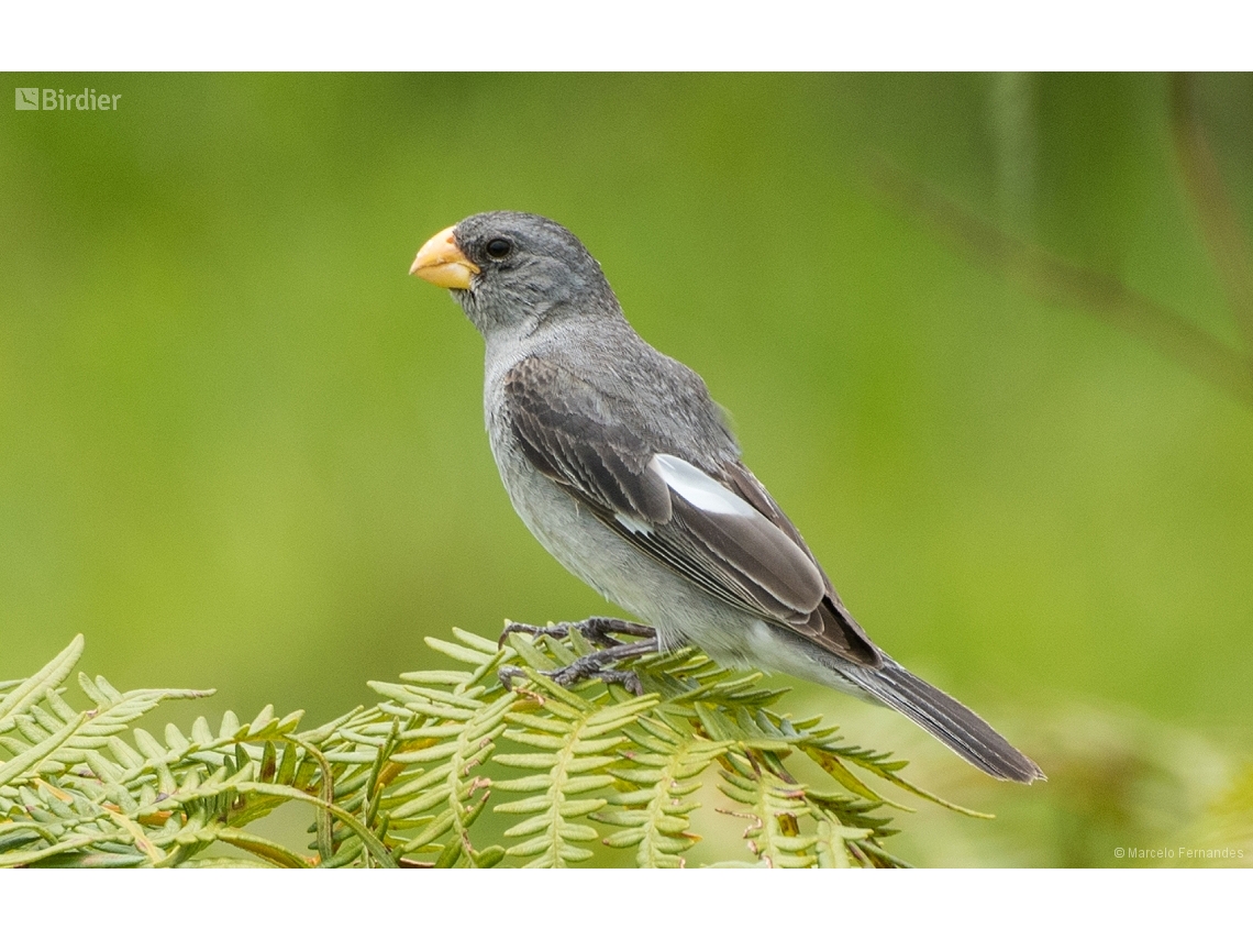 Sporophila beltoni