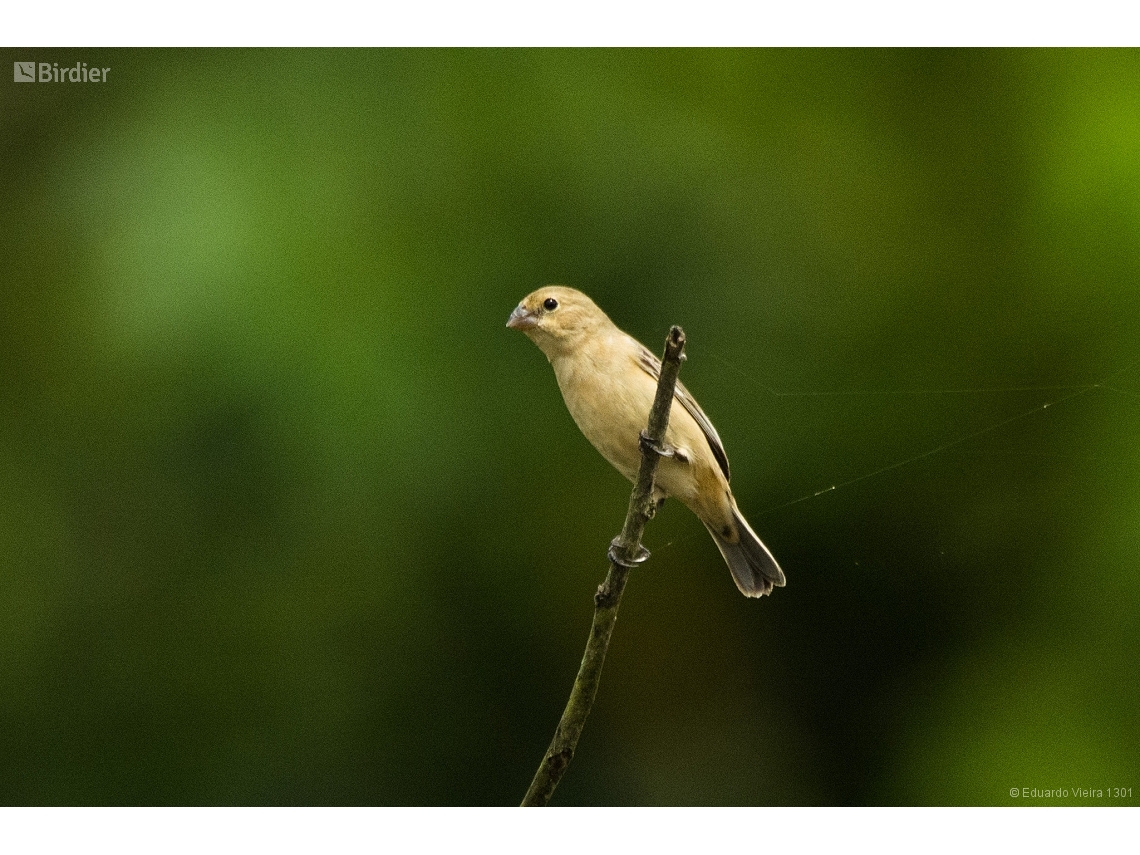 Sporophila bouvreuil