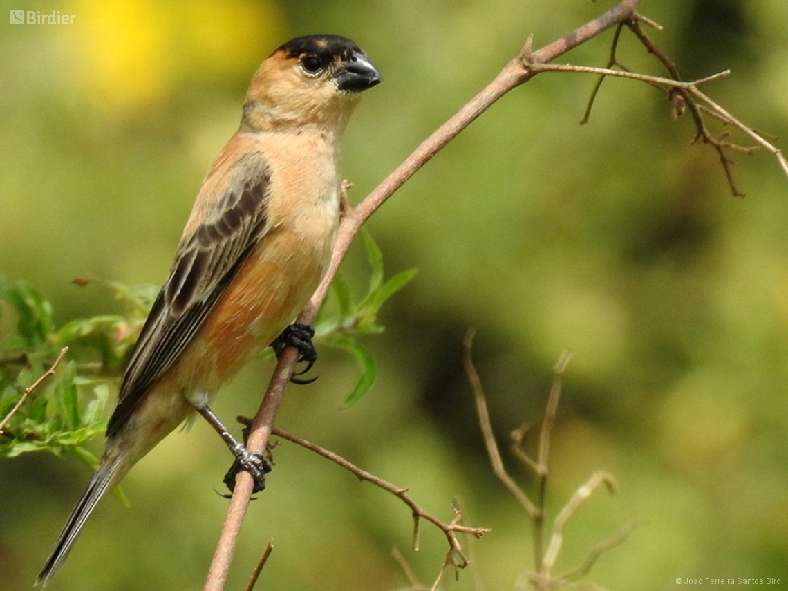 Sporophila bouvreuil