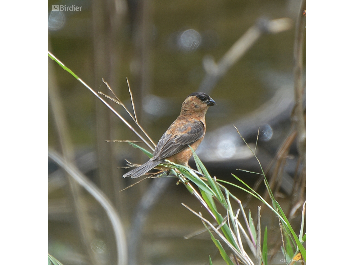 Sporophila bouvreuil