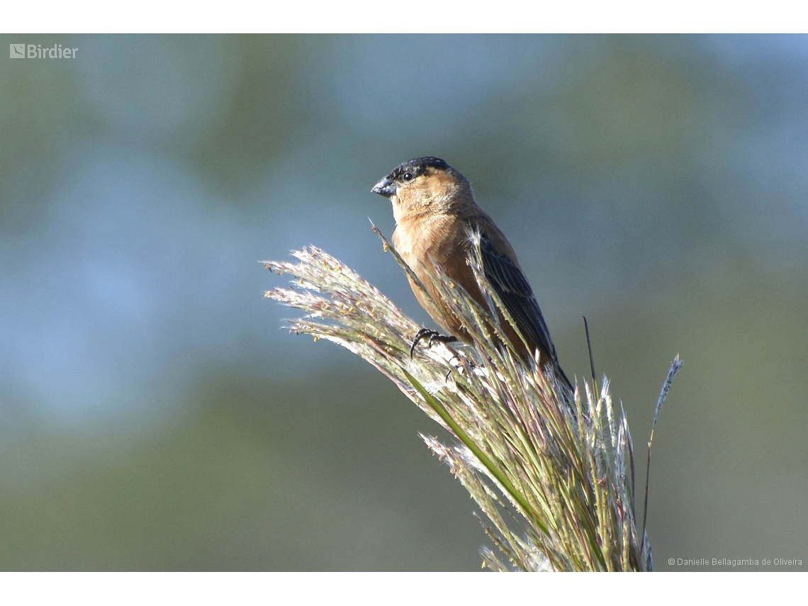 Sporophila bouvreuil