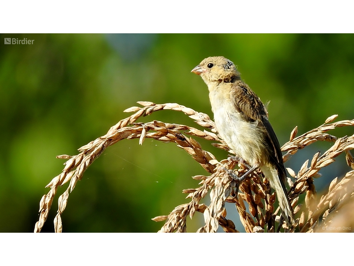 Sporophila caerulescens