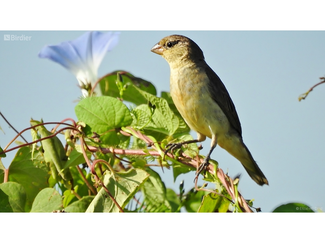 Sporophila caerulescens