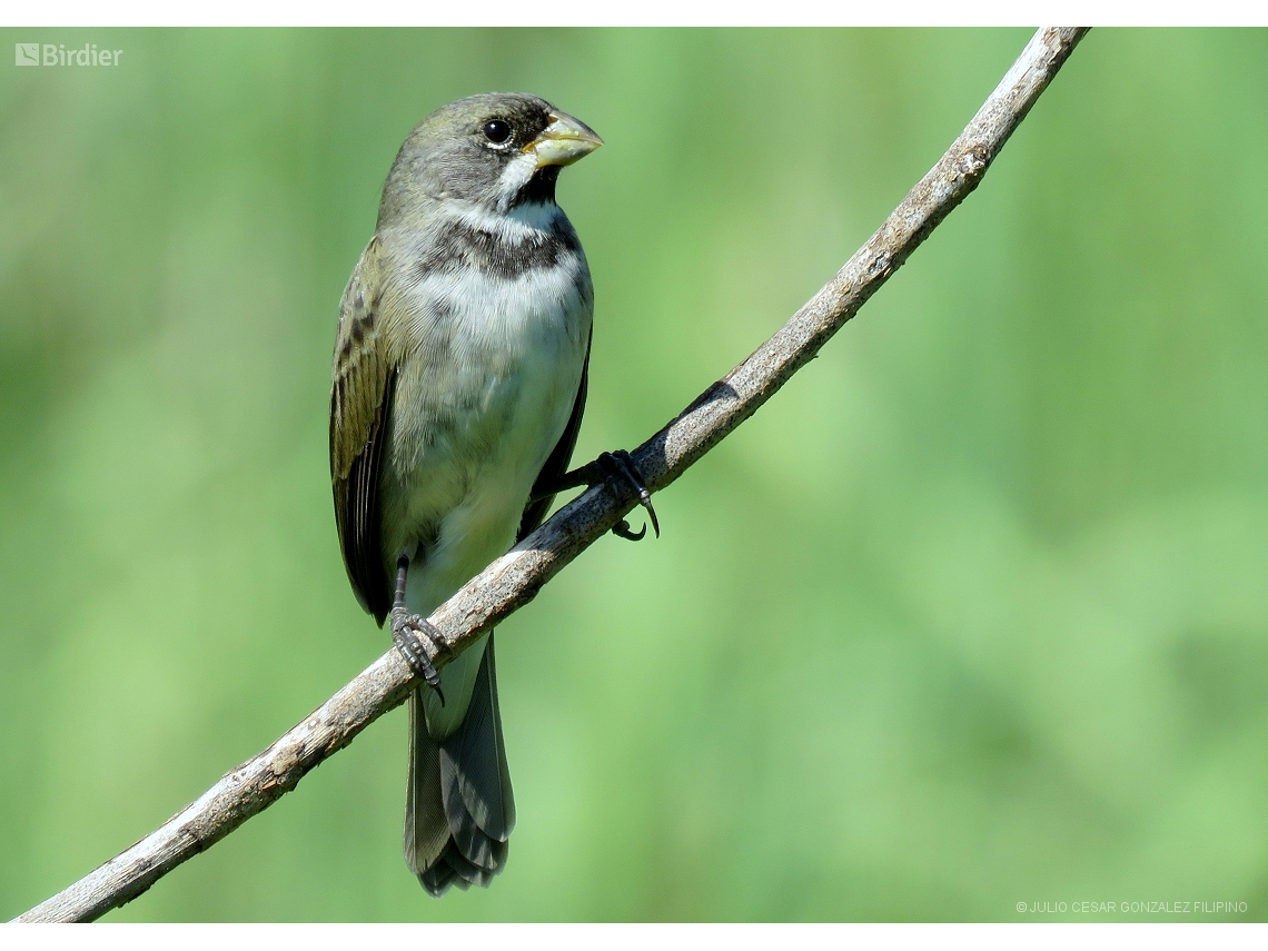 Sporophila caerulescens