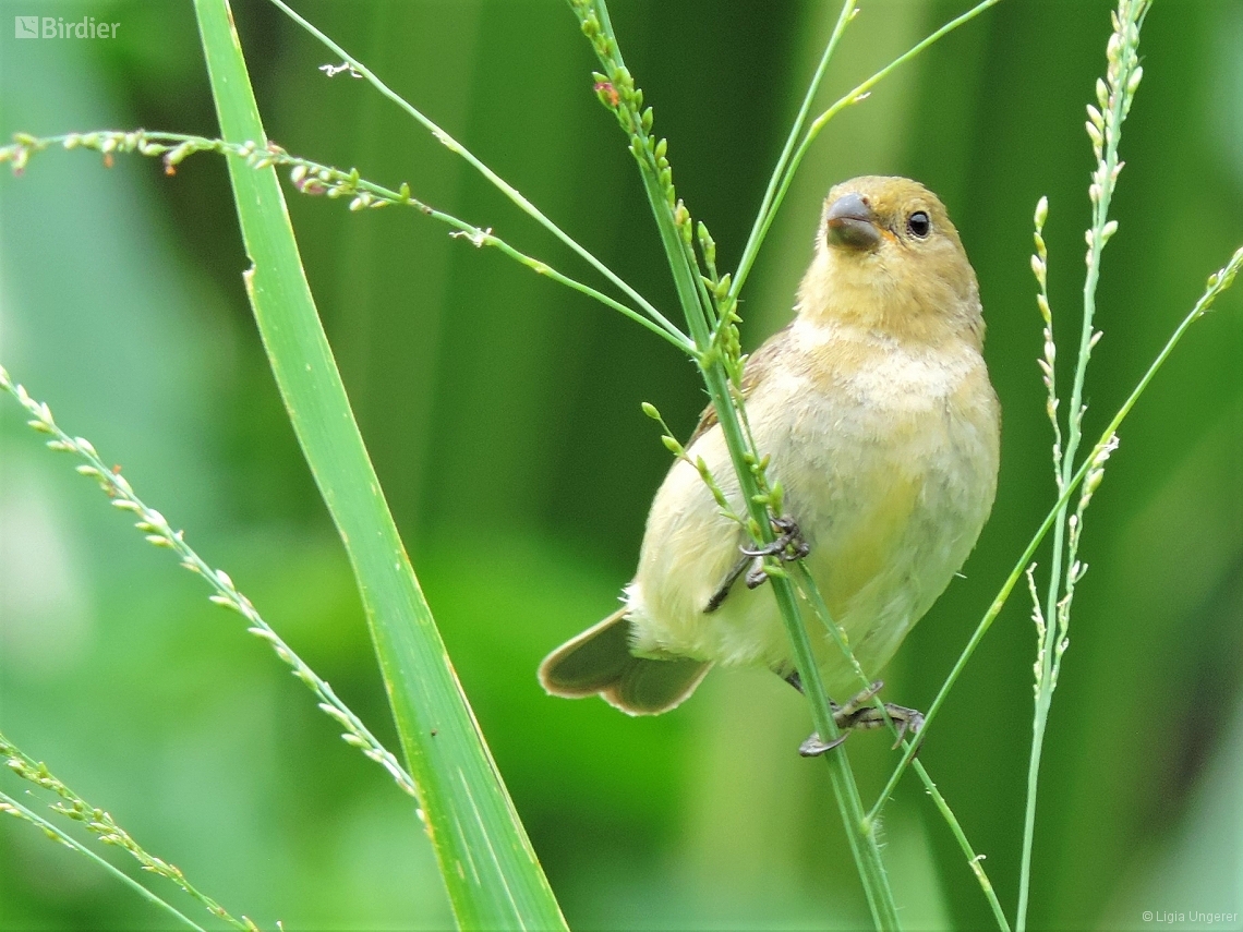 Sporophila caerulescens