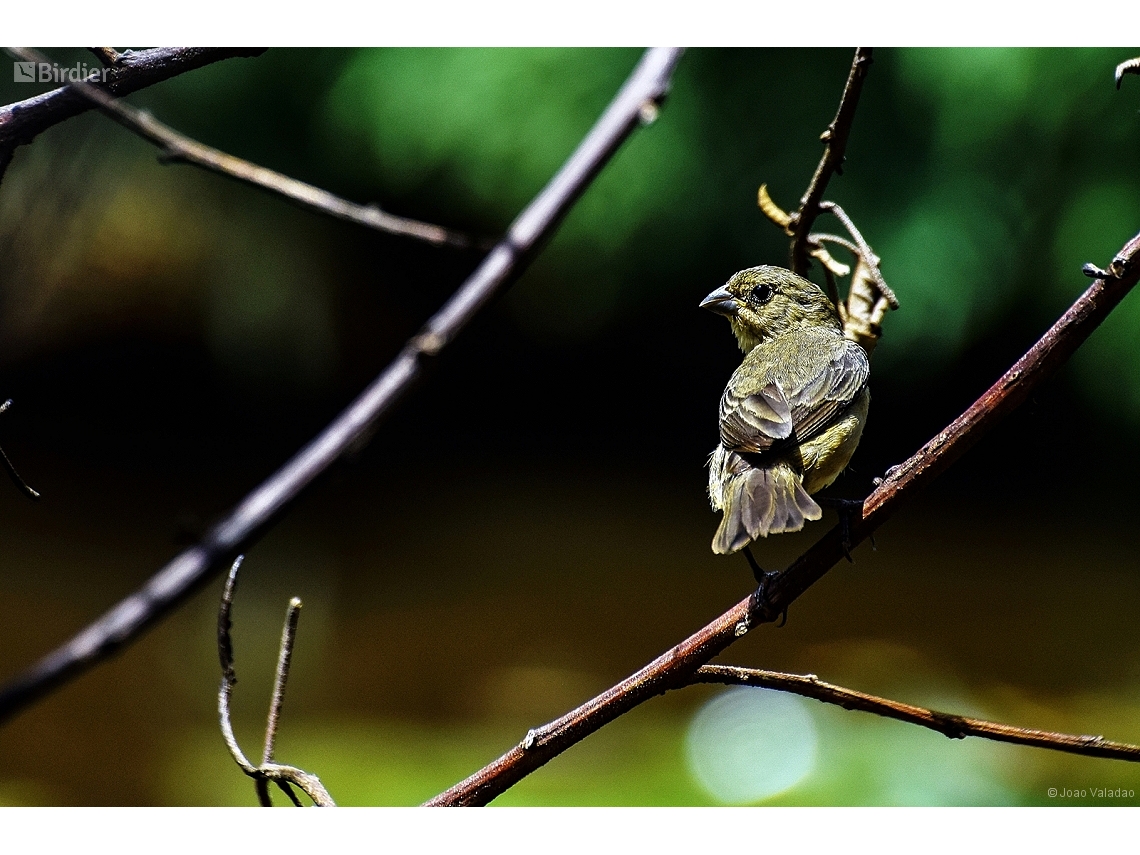 Sporophila caerulescens