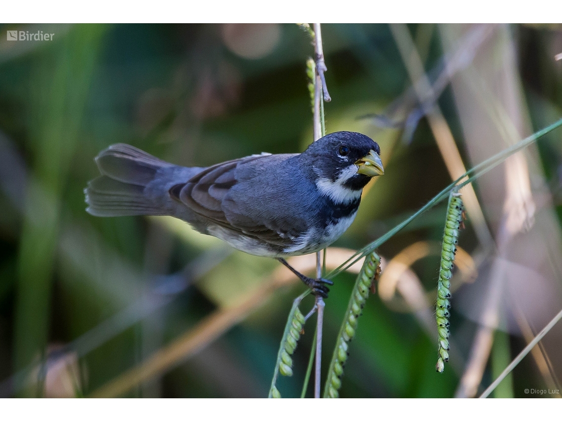 Sporophila caerulescens