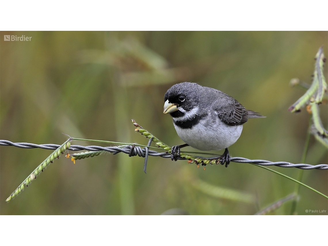 Sporophila caerulescens