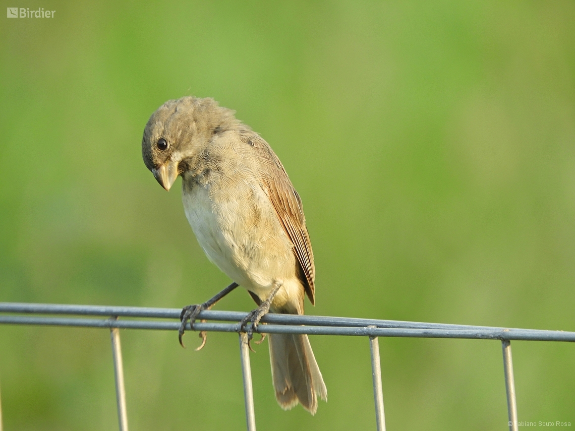 Sporophila caerulescens