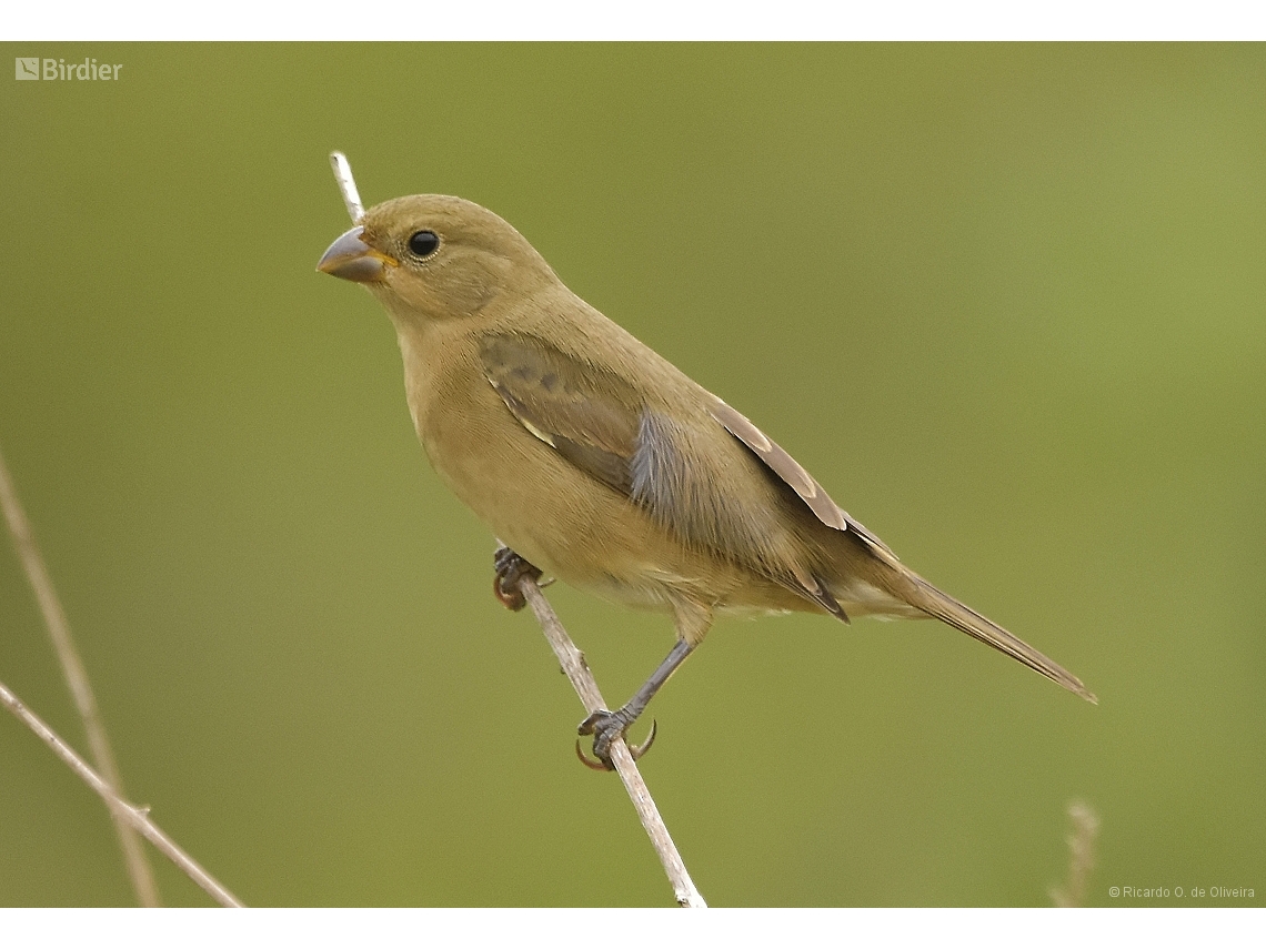 Sporophila caerulescens