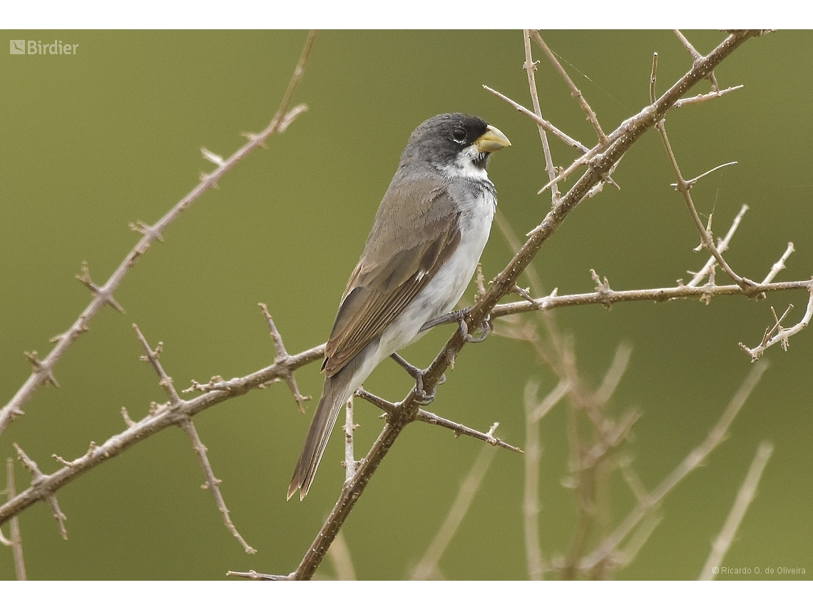 Sporophila caerulescens