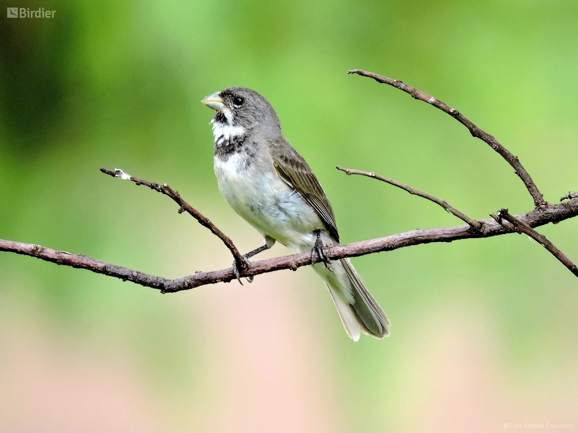 Sporophila caerulescens