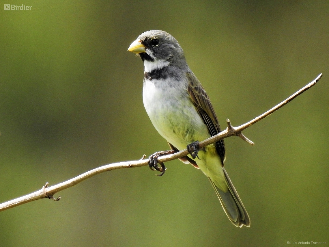 Sporophila caerulescens