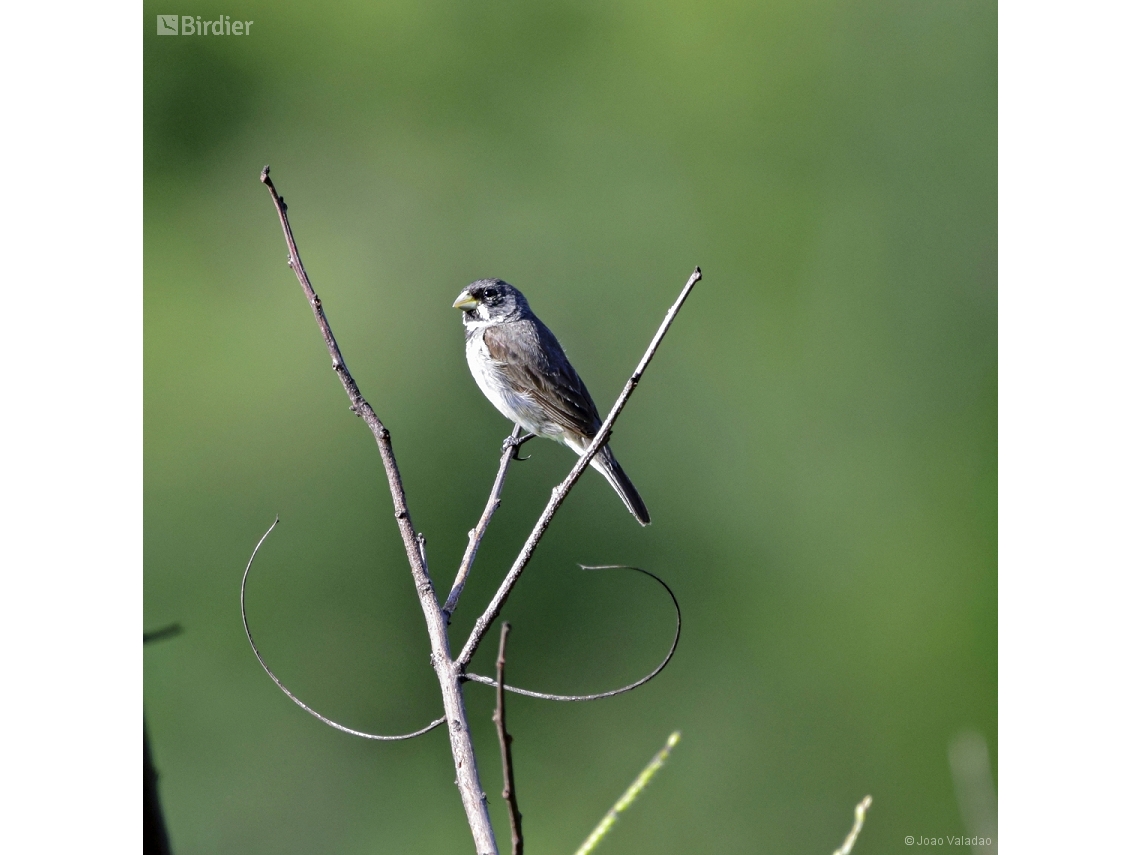 Sporophila caerulescens