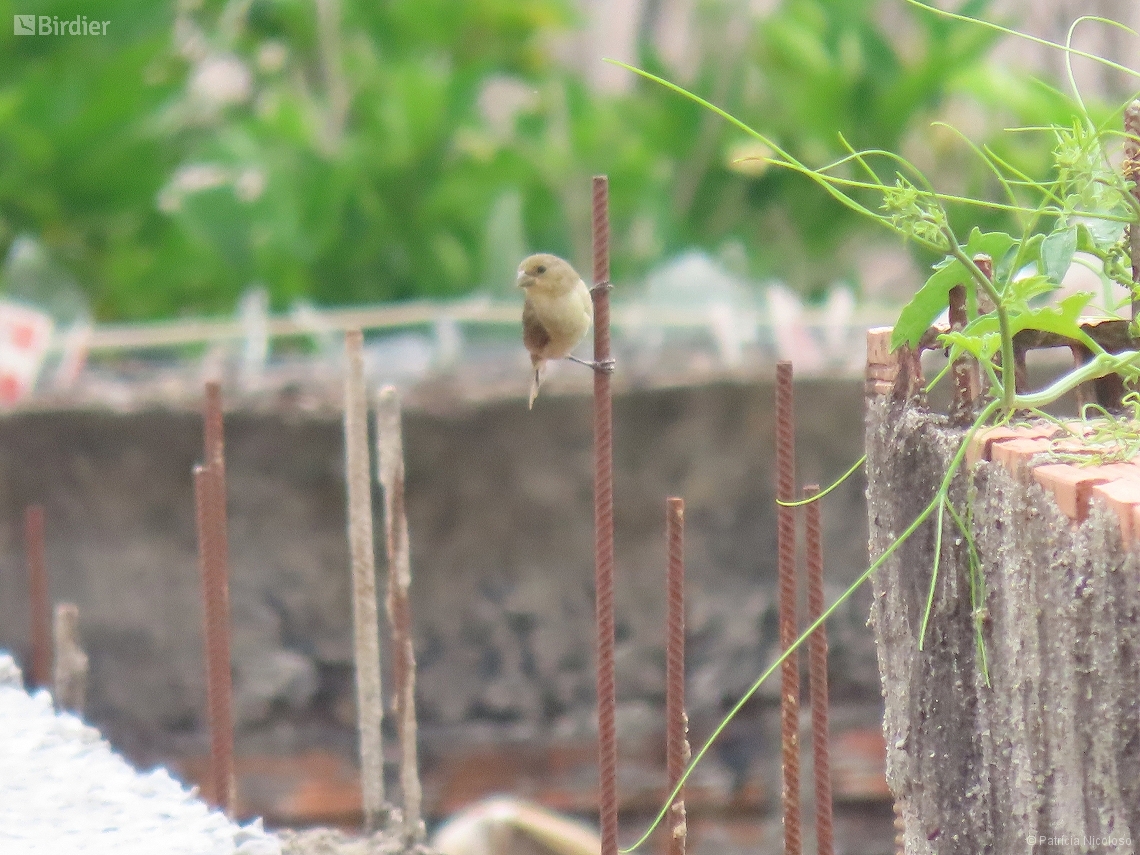Sporophila caerulescens