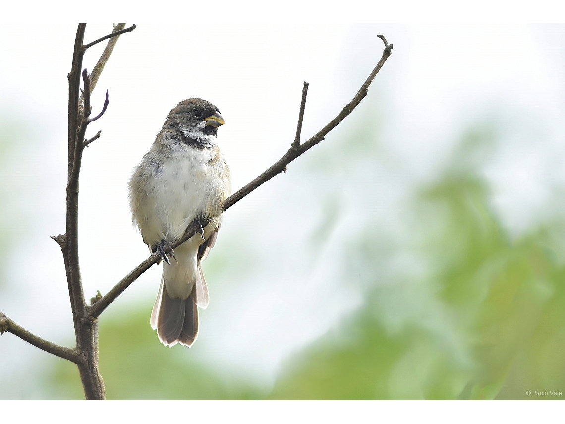 Sporophila caerulescens