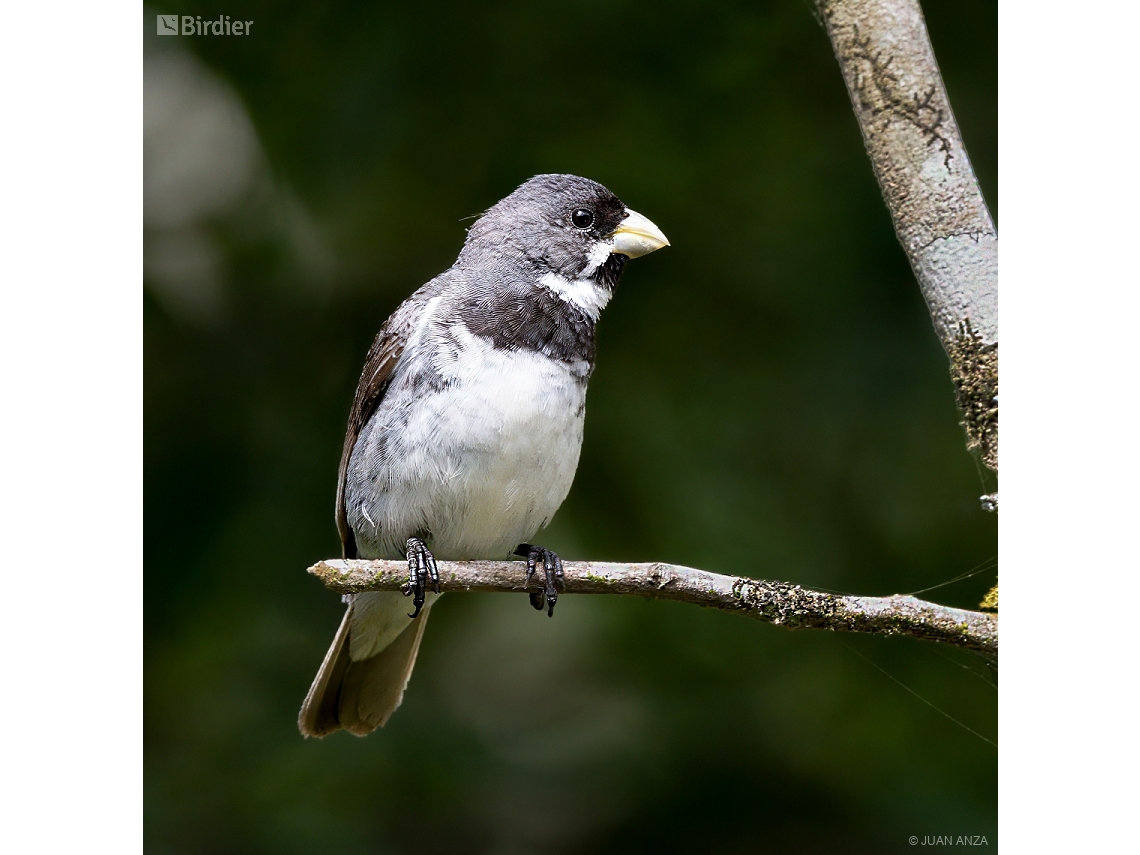 Sporophila caerulescens