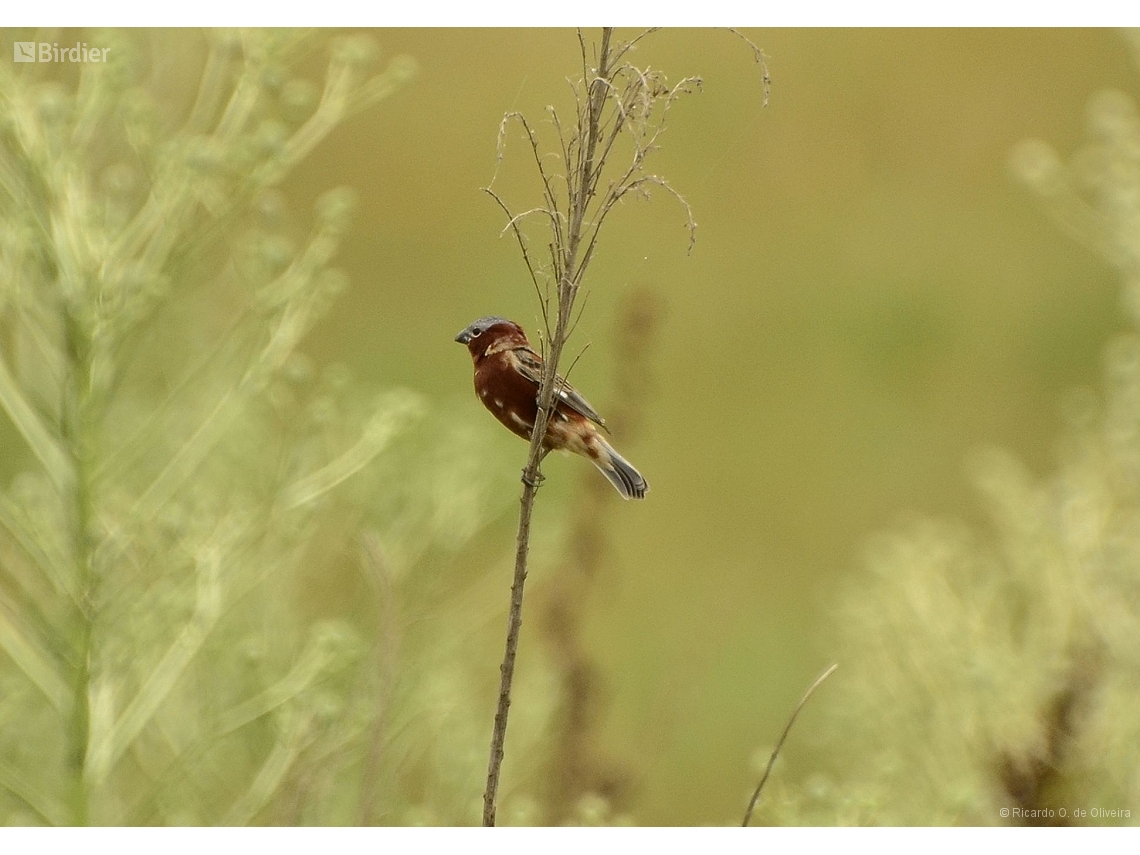 Sporophila cinnamomea