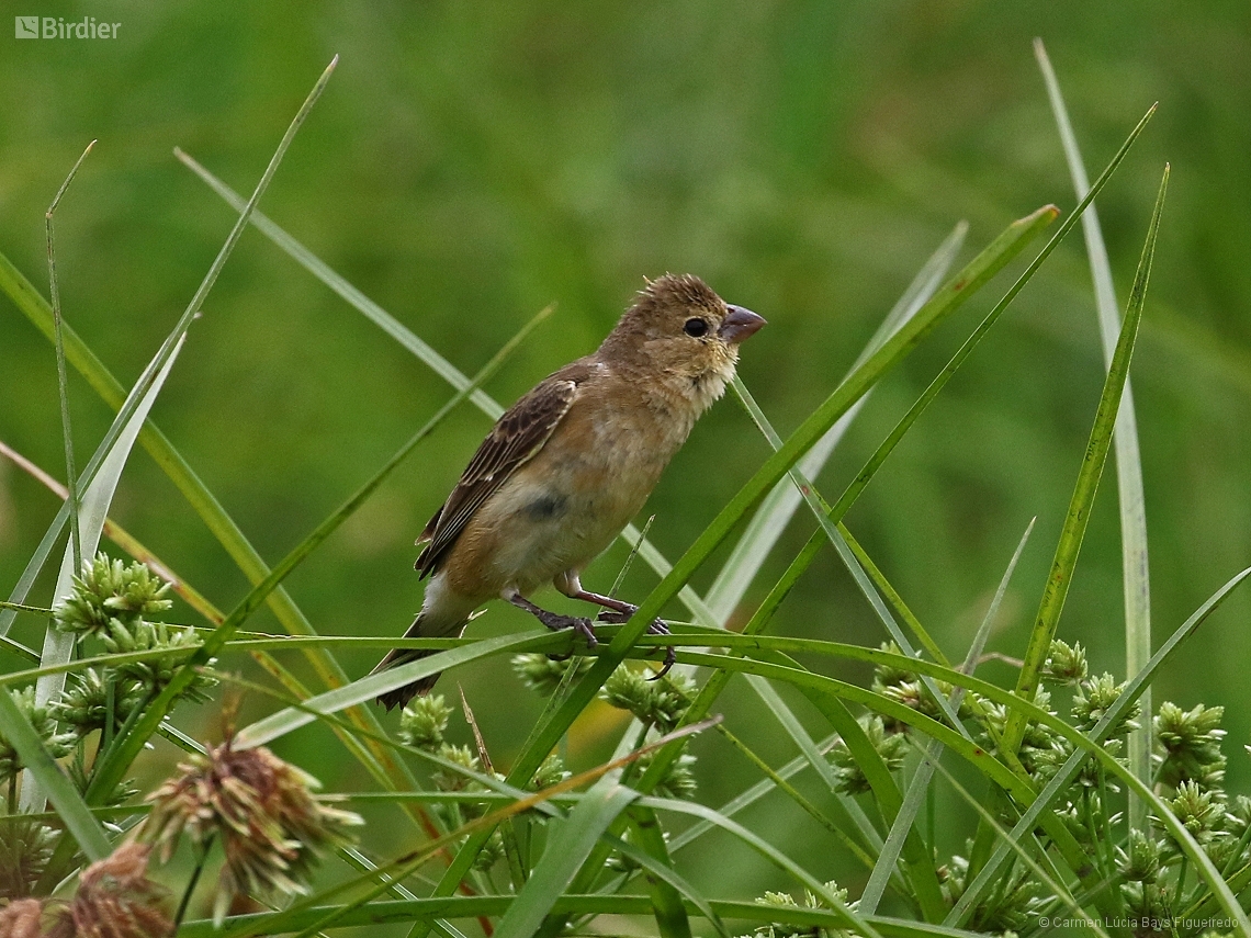 Sporophila cinnamomea