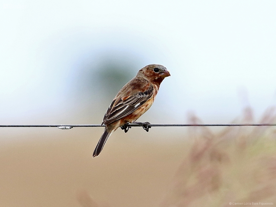 Sporophila cinnamomea