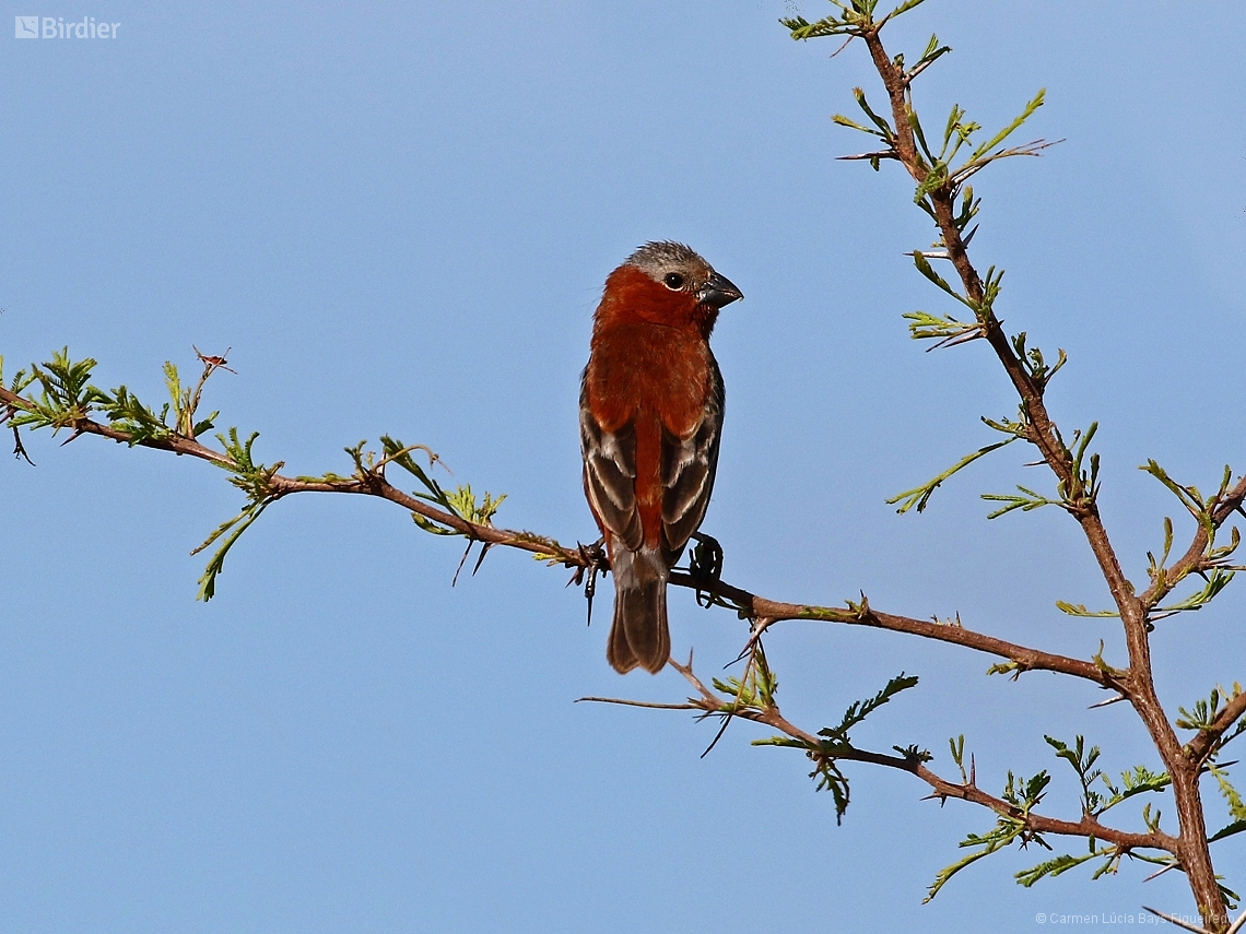 Sporophila cinnamomea