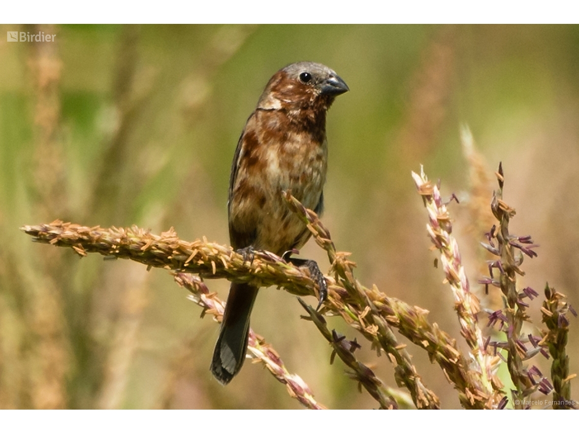 Sporophila cinnamomea