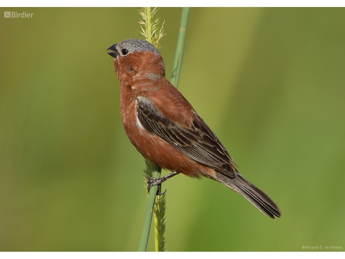 Sporophila cinnamomea