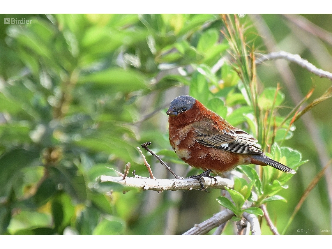 Sporophila cinnamomea