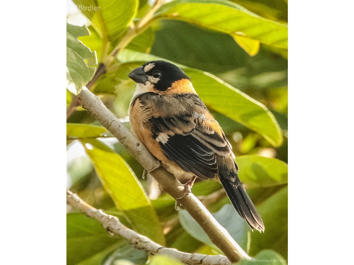Sporophila collaris
