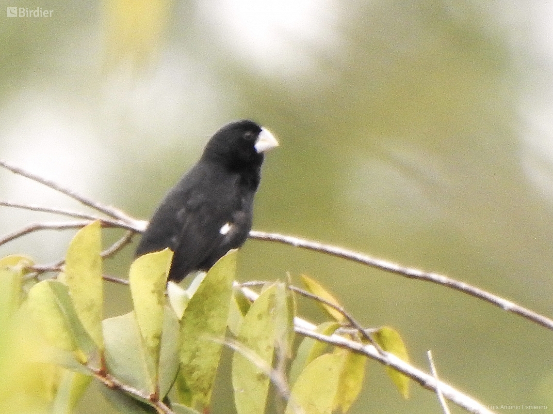 Sporophila crassirostris
