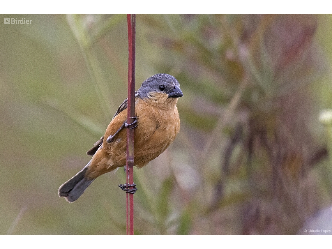 Sporophila hypoxantha